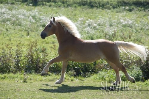 Haflinger Lengfeld 5.JPG