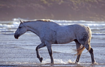 Irish-Hunter-Capuccino-Meer.JPG