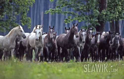 Lipizzaner Herde Ungarn Regen 066.JPG