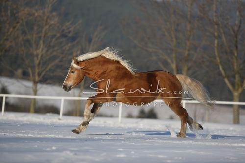 Haflingerhengst Winterstar 02.JPG