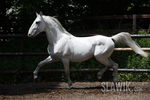 Lipizzaner Maestoso 7.JPG