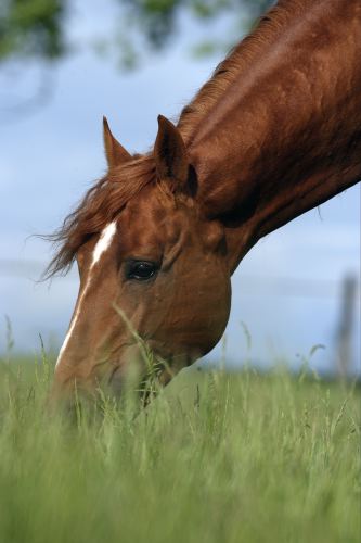 Lusitano Sabao 098.JPG