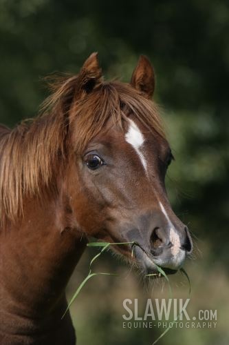 Welsh Pony B Gaby57.JPG