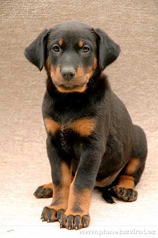 050901-beauceron-01.jpg