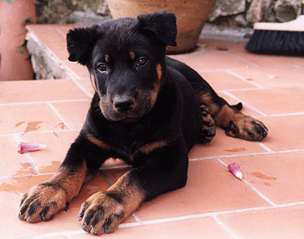 bb-beauceron.jpg