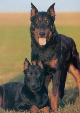 beauceron.jpg