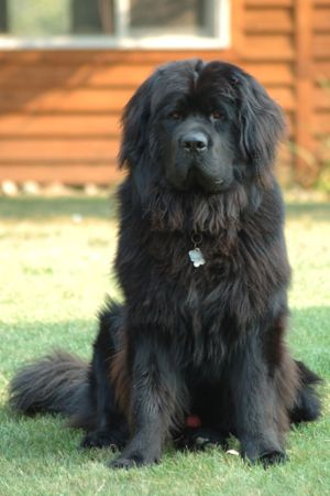 300px-Newfoundland_dog_Smoky.jpg