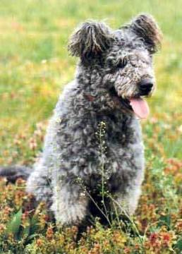 pumi-0001.jpg