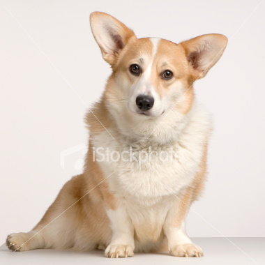 ist2_2987708-cardigan-welsh-corgi.jpg